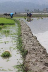 29-Planting rice